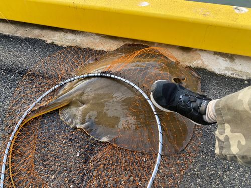 アカエイの釣果