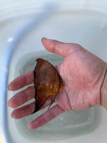 ナンヨウツバメウオの釣果