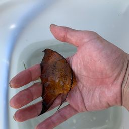 ナンヨウツバメウオ