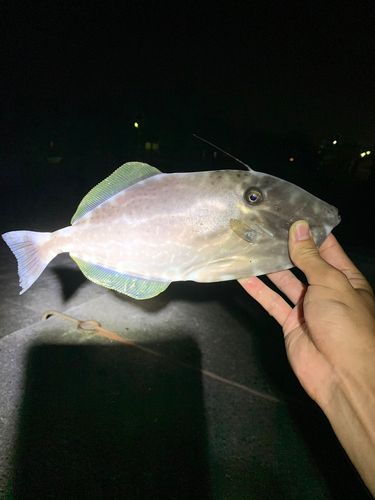 ウスバハギの釣果