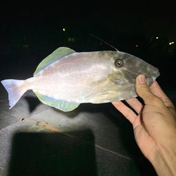 ウスバハギ
