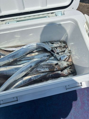 タチウオの釣果