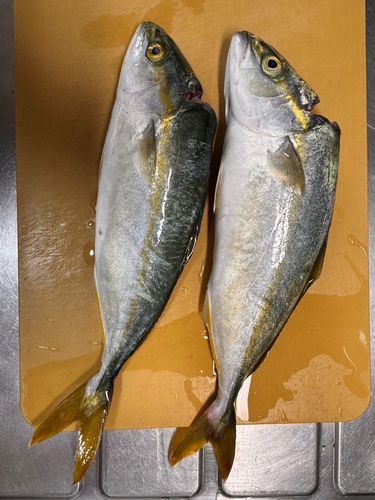 ワカシの釣果