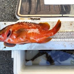 アカハタ