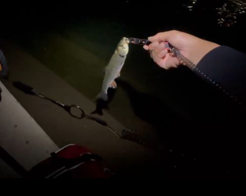マルタウグイの釣果