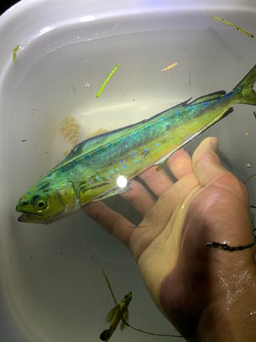 シイラの釣果