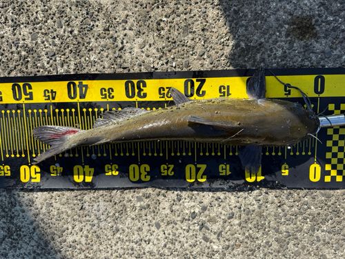 アメリカナマズの釣果