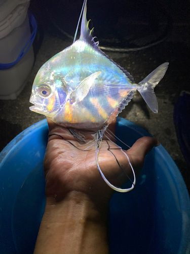 イトヒキアジの釣果