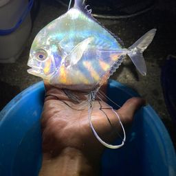 イトヒキアジ