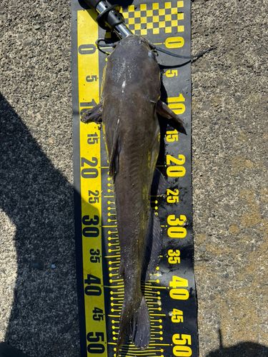 アメリカナマズの釣果