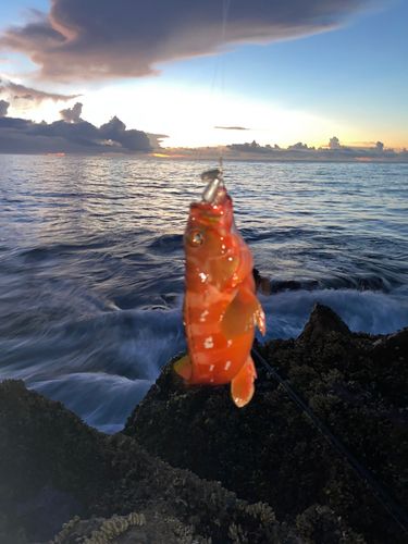 アカハタの釣果