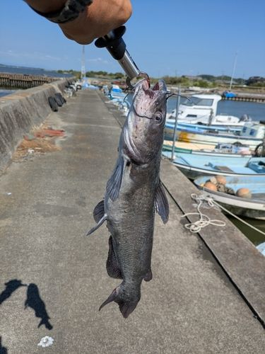 アメリカナマズの釣果