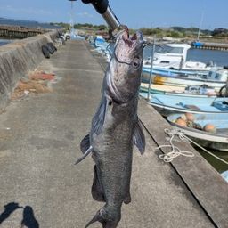 アメリカナマズ