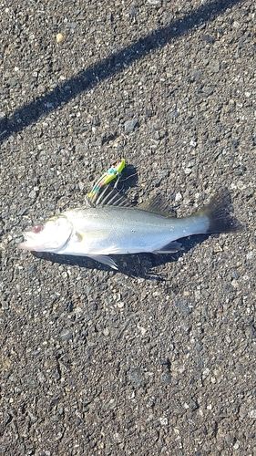 セイゴ（マルスズキ）の釣果