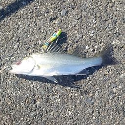 セイゴ（マルスズキ）