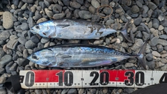 ソウダガツオの釣果