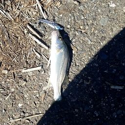 セイゴ（マルスズキ）