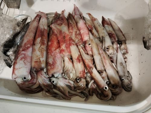ケンサキイカの釣果