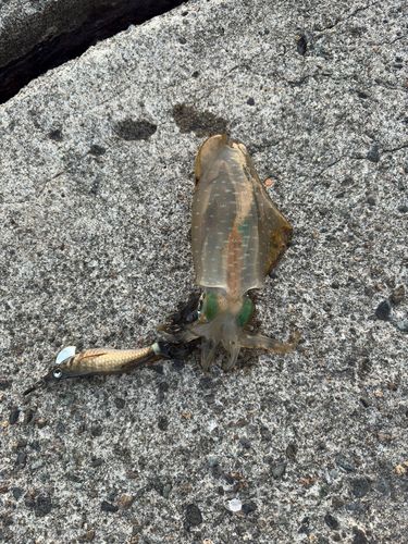 アオリイカの釣果