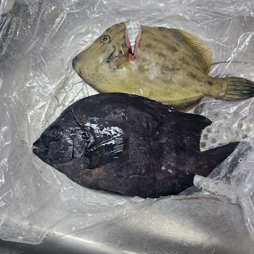 イシダイの釣果