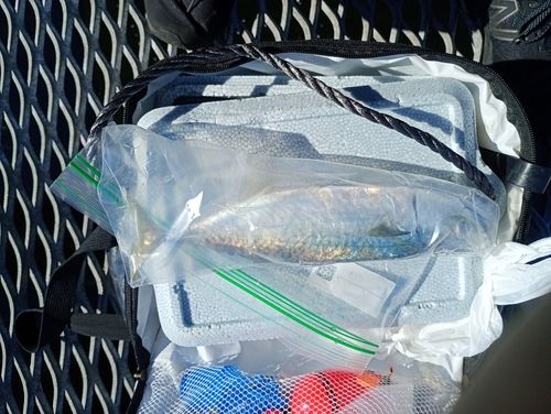 サバの釣果