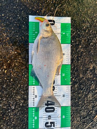ダントウボウの釣果