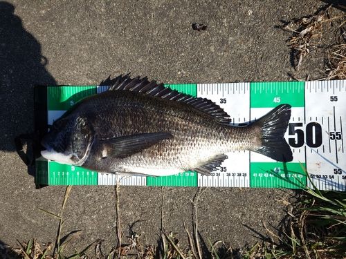 チヌの釣果