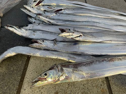 タチウオの釣果