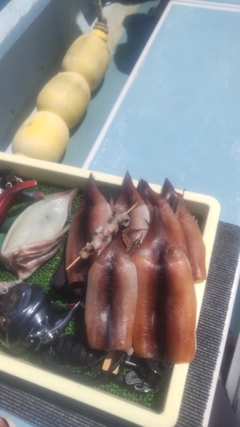 スルメイカの釣果