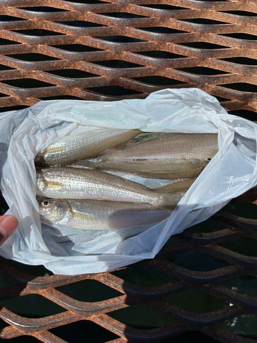 シロギスの釣果