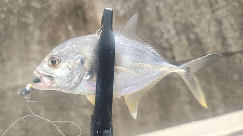 メッキの釣果