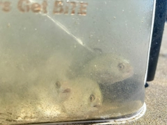 メッキの釣果