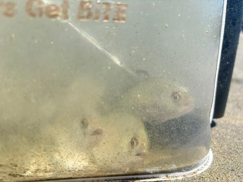 メッキの釣果