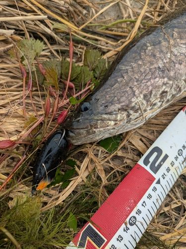 ライギョの釣果