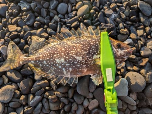 アイゴの釣果