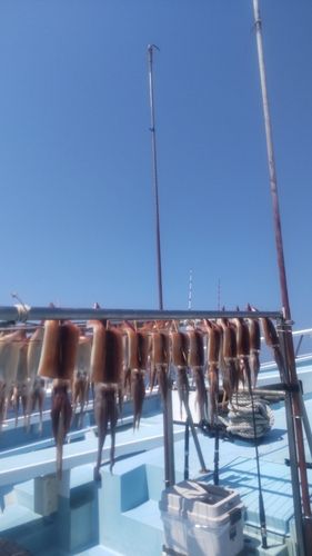 スルメイカの釣果