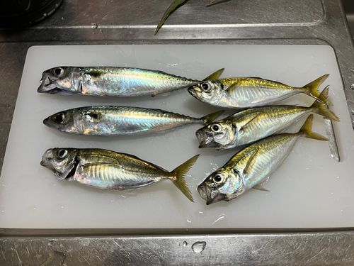 アジの釣果