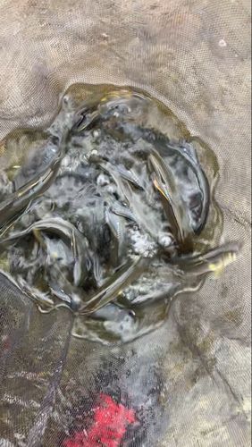 アユの釣果