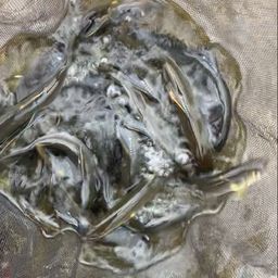 アユ