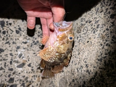 カサゴの釣果