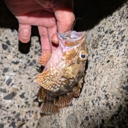 カサゴ
