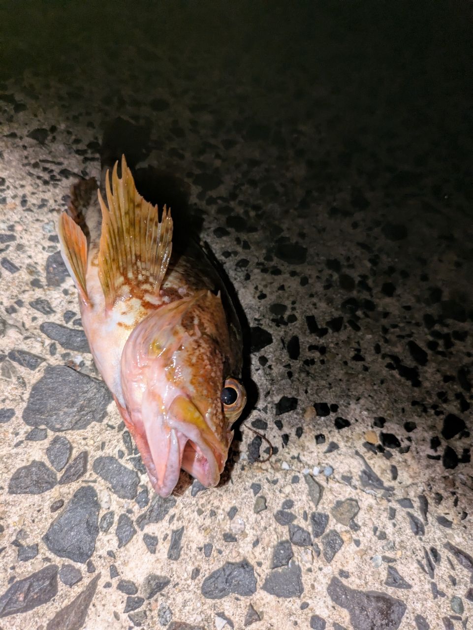 カサゴ