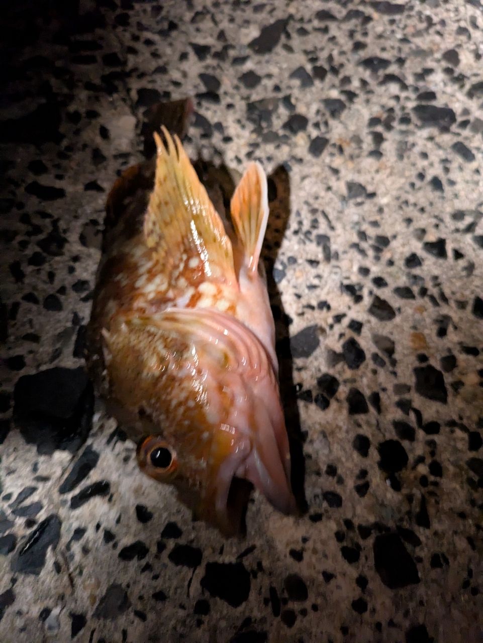 カサゴ