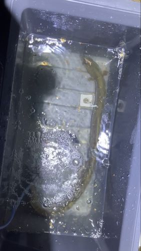 ウナギの釣果
