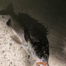 クロダイ