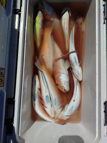 シロアマダイの釣果
