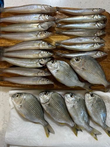 キスの釣果
