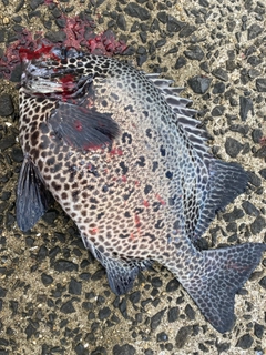 イシガキダイの釣果