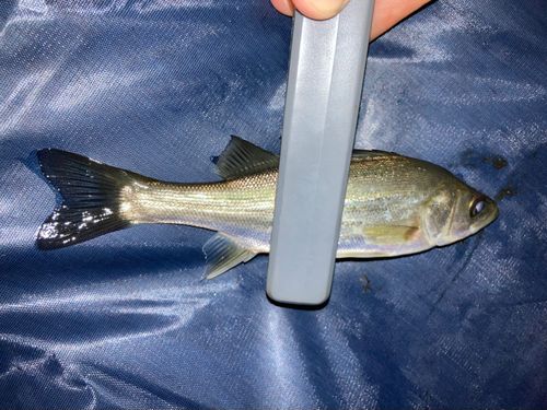 セイゴ（マルスズキ）の釣果