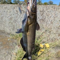 アメリカナマズ